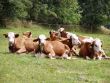 Vláďa - Krávy